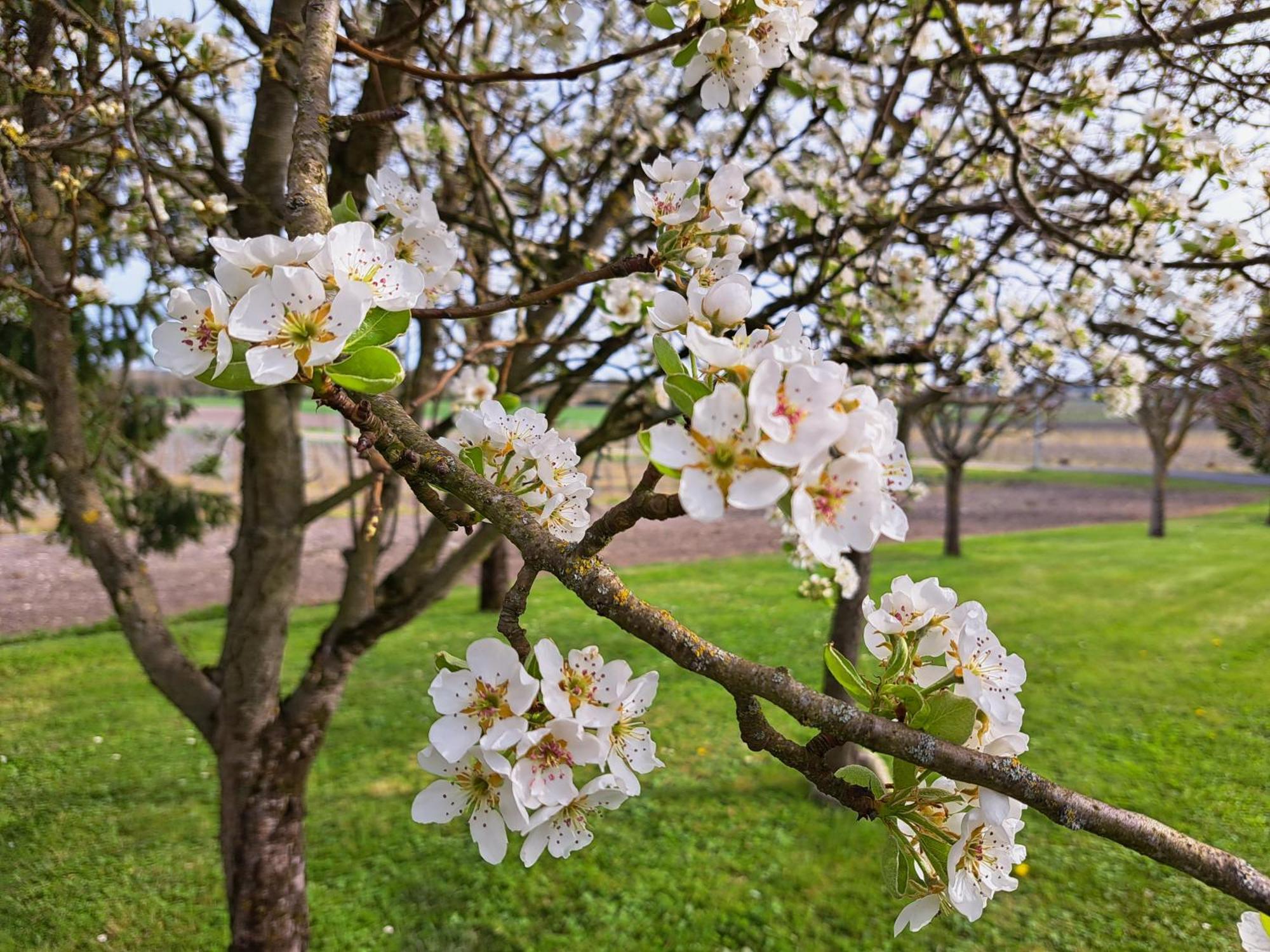 La Metairie Au Milieu Des Vignes Lejlighed Réaux Eksteriør billede